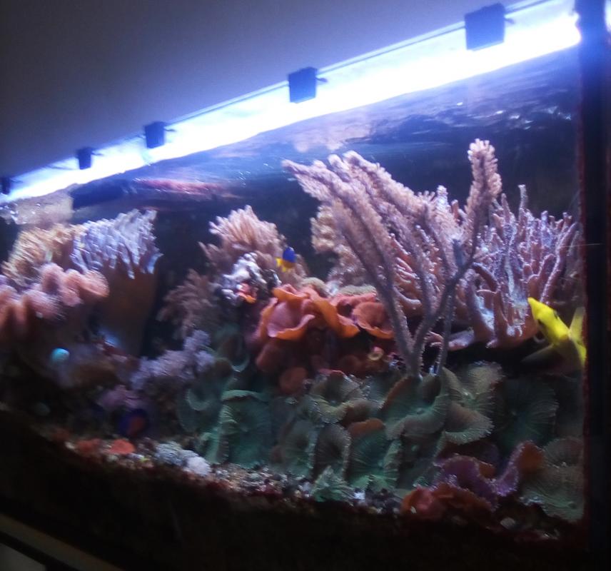 Un aquarium d'eau de mer récifal pour les nuls